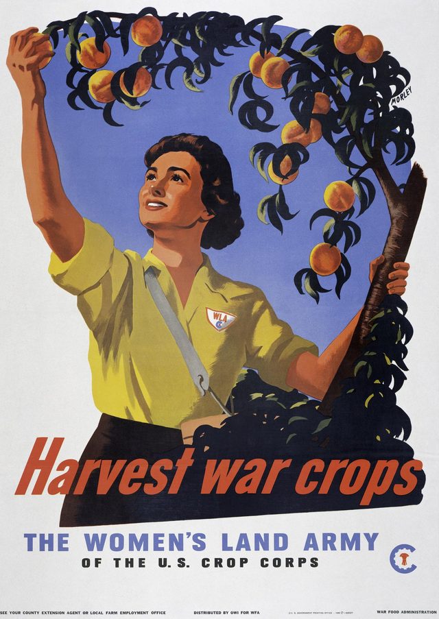 Harvest war crops, the Women's Land Army of the U.S. Crop Corps