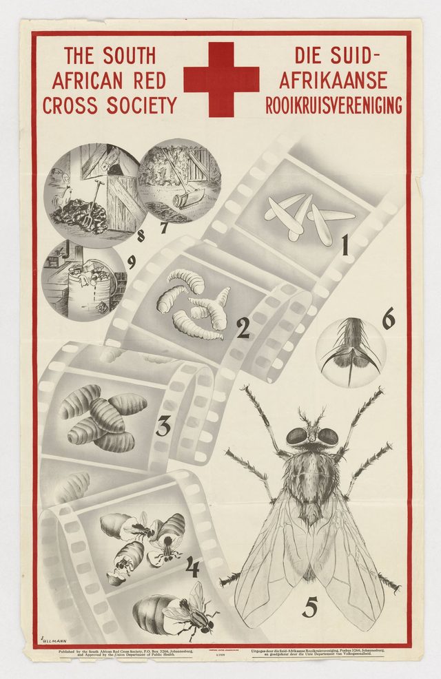 The South African Red Cross Society / Die Suid-Afrikaanse Rooikruisvereniging (house-fly life cycle)