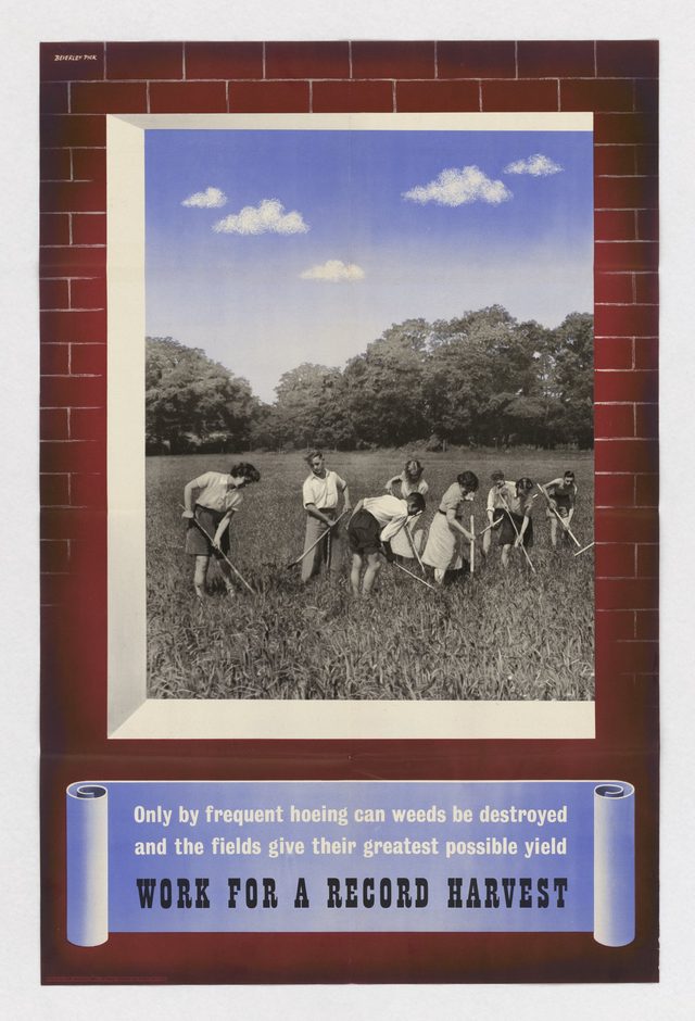 Work for a Record Harvest: Only by frequent hoeing can weeds be destroyed