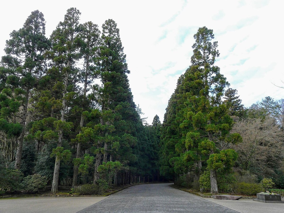 A paved approach road between tall cedars and pines in the Musashi Imperial Graveyard